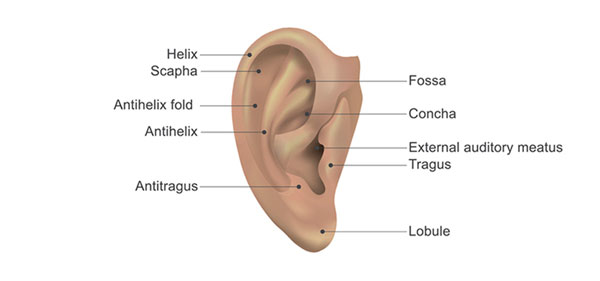 An image of the outer ear (the Pinna).