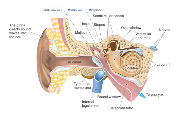 An image of the outer, middle, and inner ear.